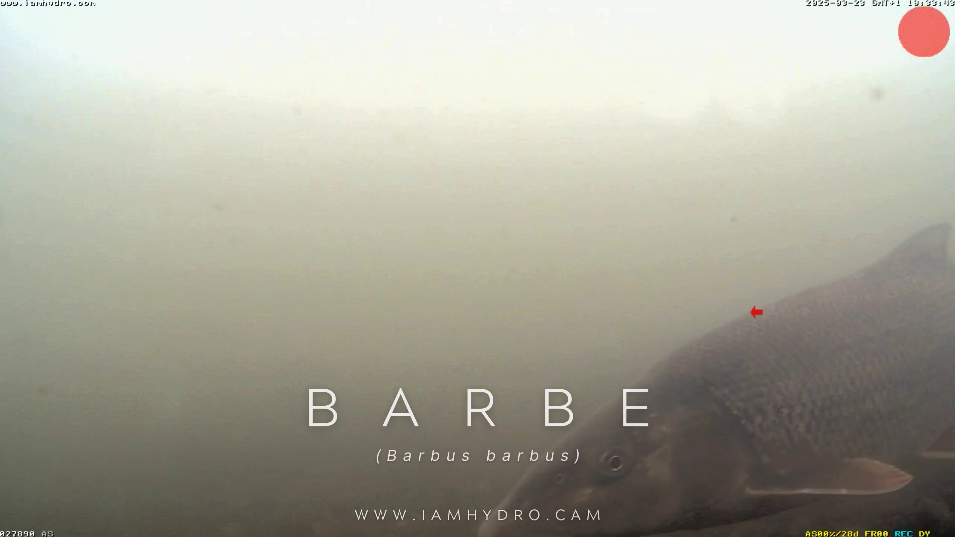 Barbe