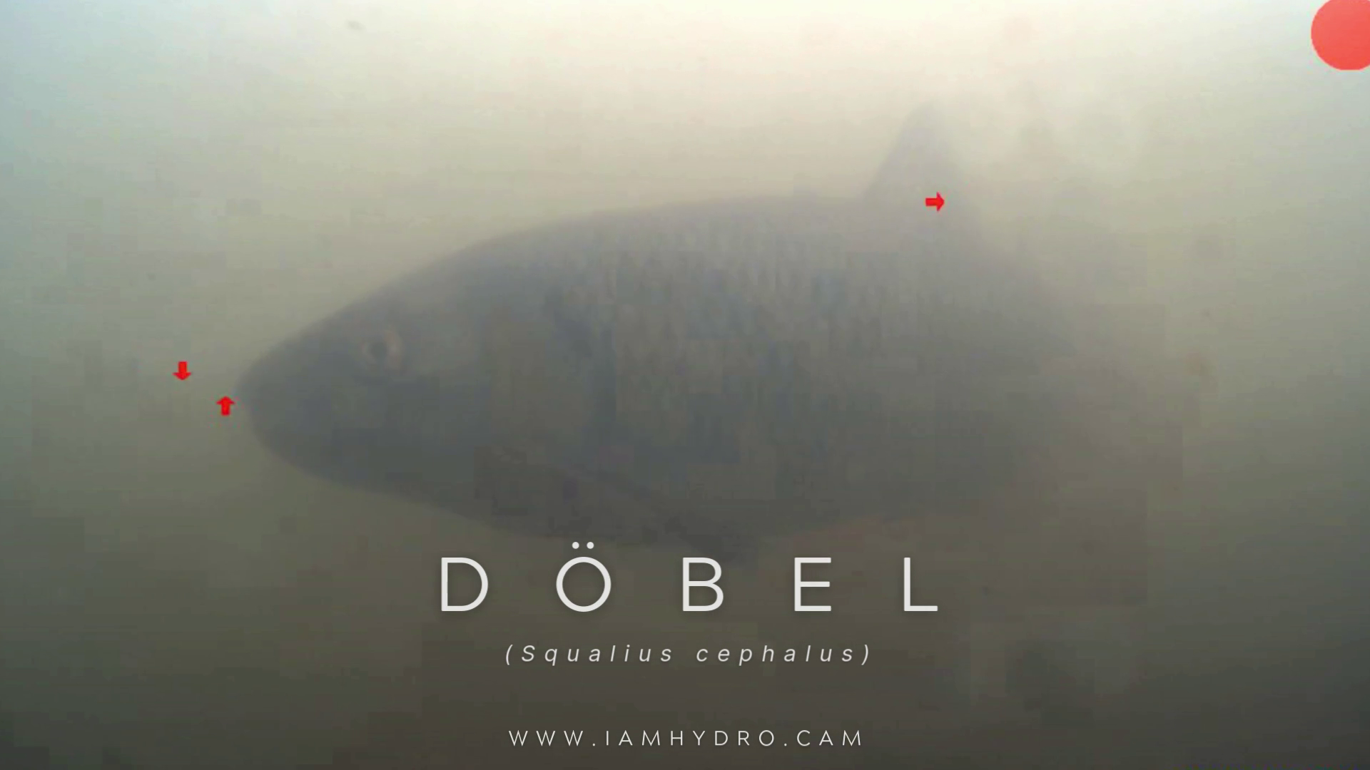 Döbel
