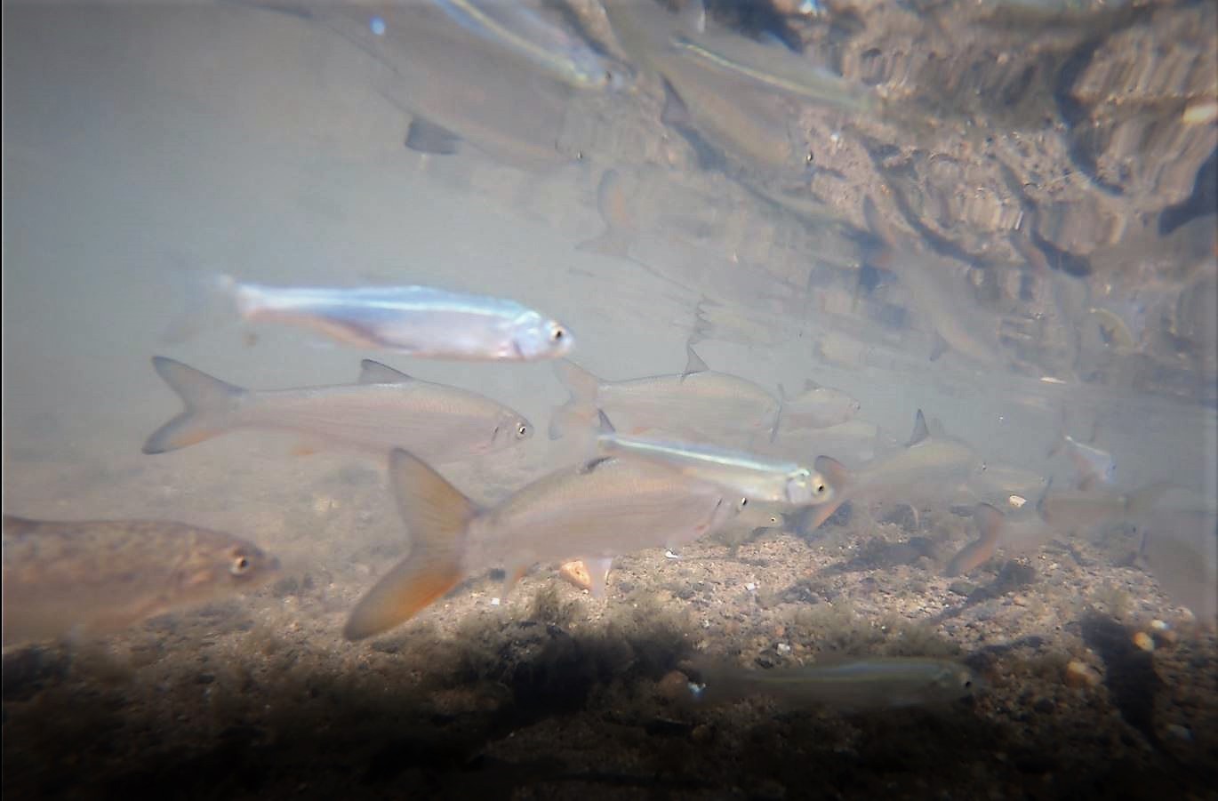 Jungfische