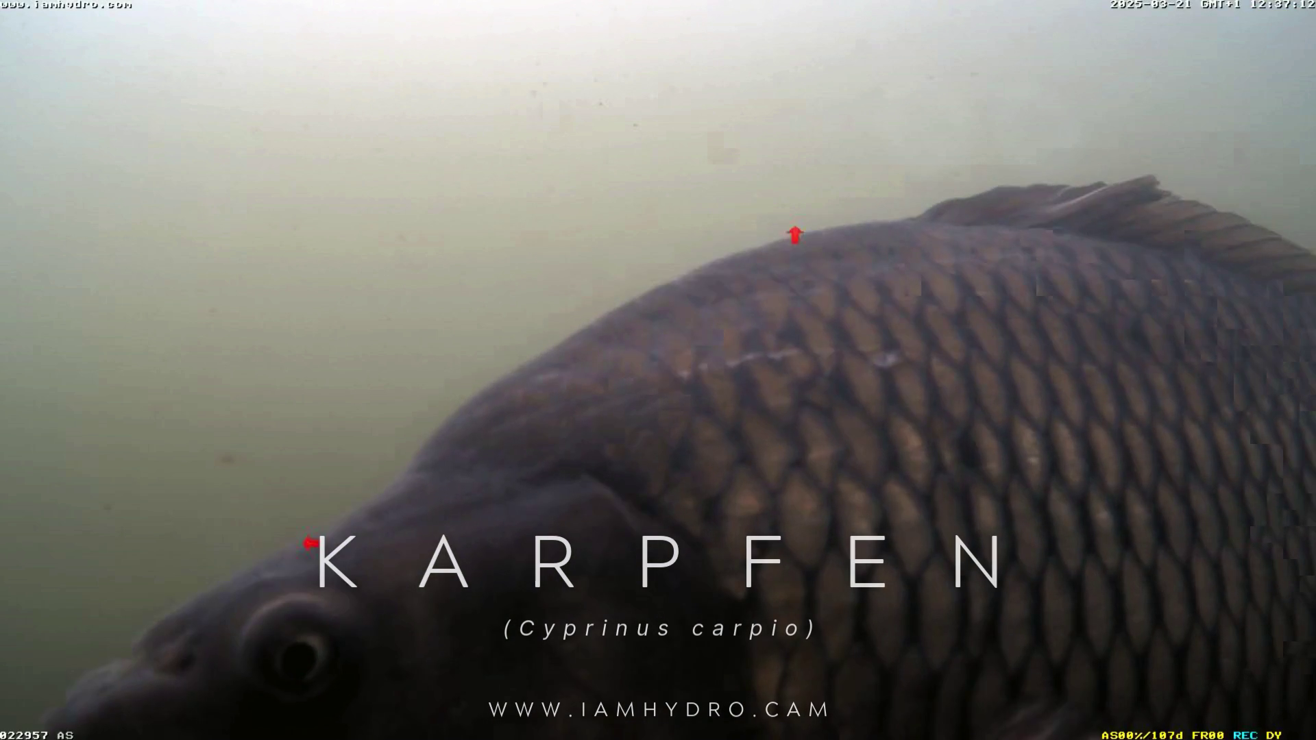 Karpfen