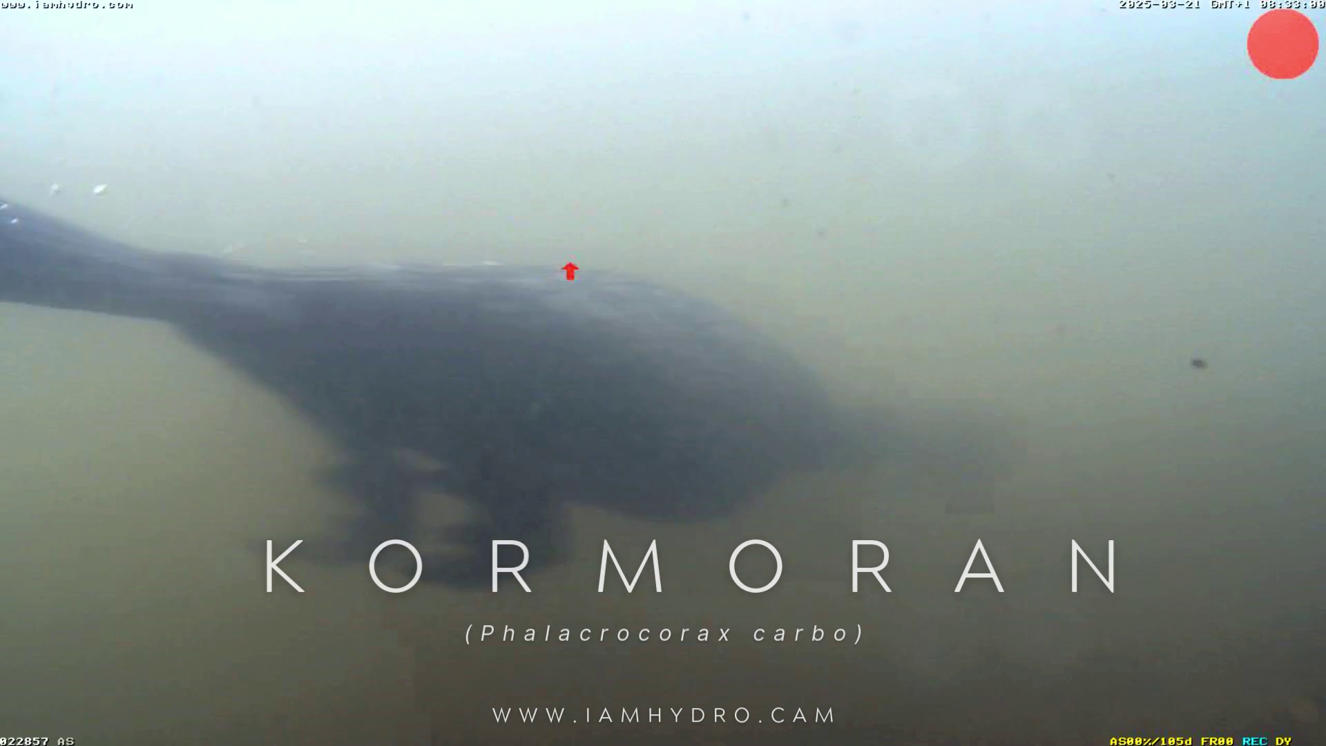 Kormoran