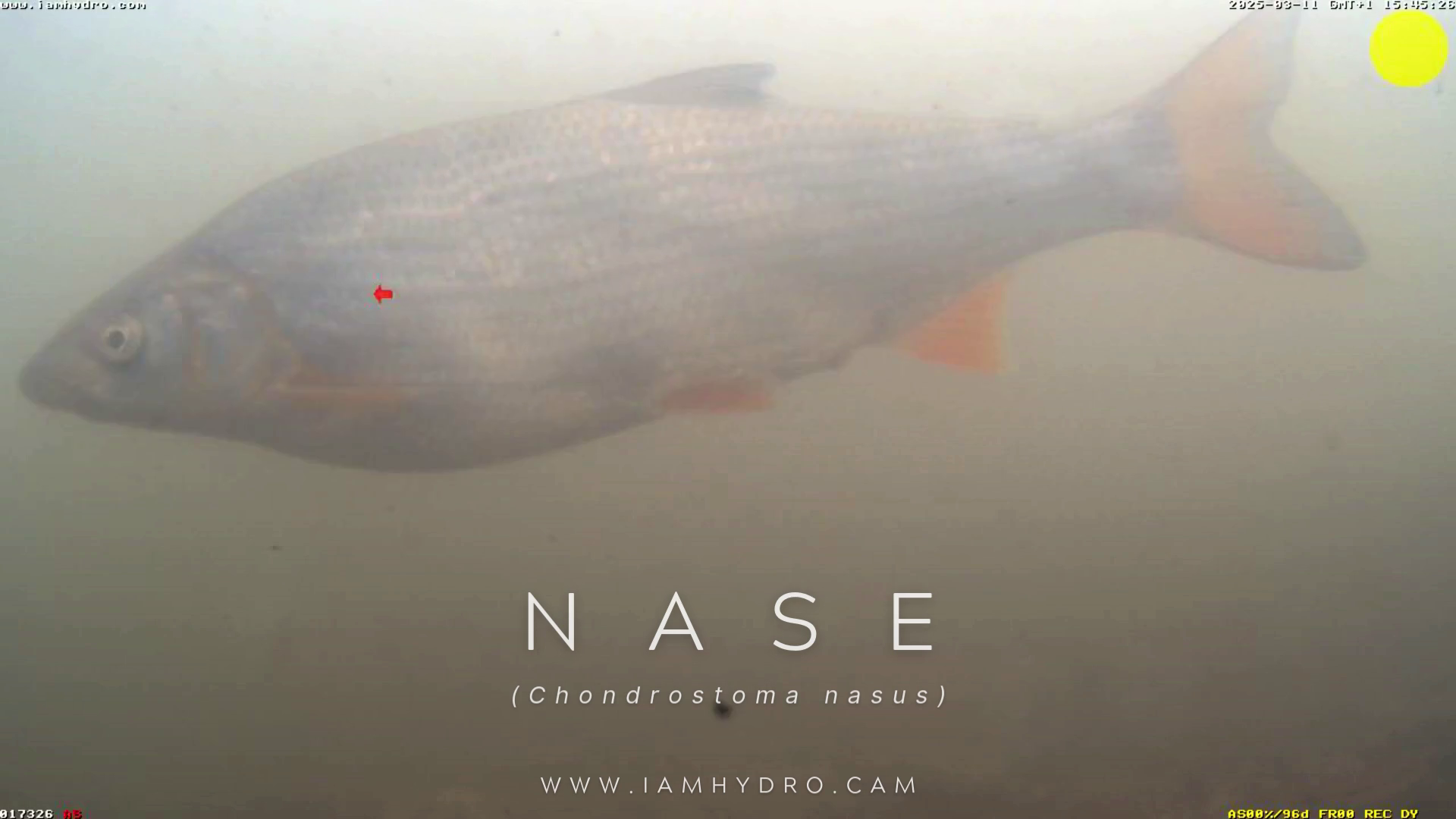 Nase
