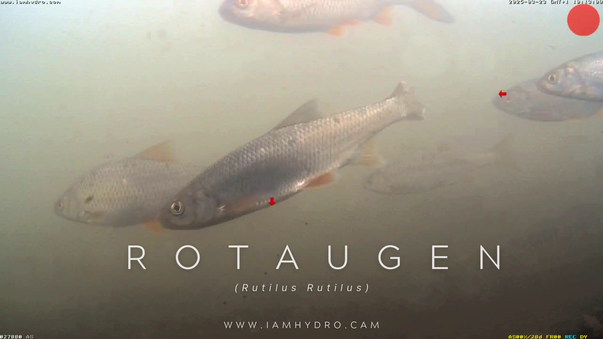 Rotauge
